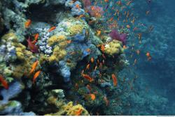 Photo Reference of Umbria Wingate Reef - Sudan